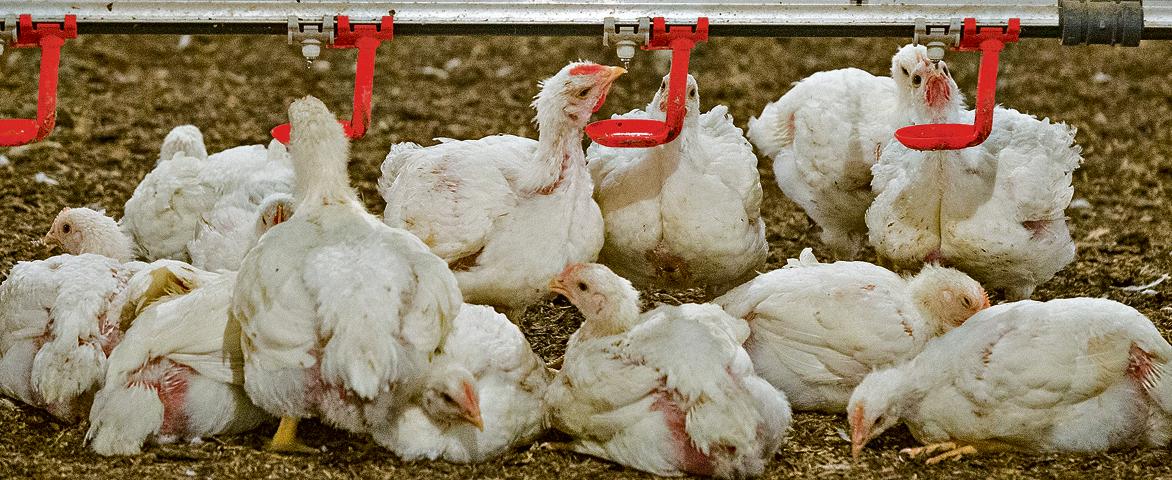 Investimento em conforto térmico e iluminação pode passar de R$ 500 mil por aviário, fazendo com que muitos produtores permaneçam no galpão convencional. | Fotos: Hugo Harada/Gazeta do Povo