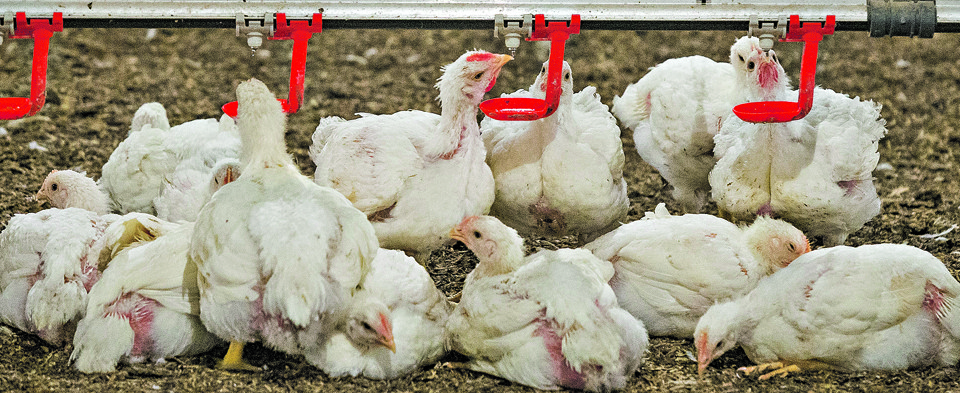 Investimento em conforto térmico e iluminação pode passar de R$ 500 mil por aviário, fazendo com que muitos produtores permaneçam no galpão convencional. | Fotos: Hugo Harada/Gazeta do Povo