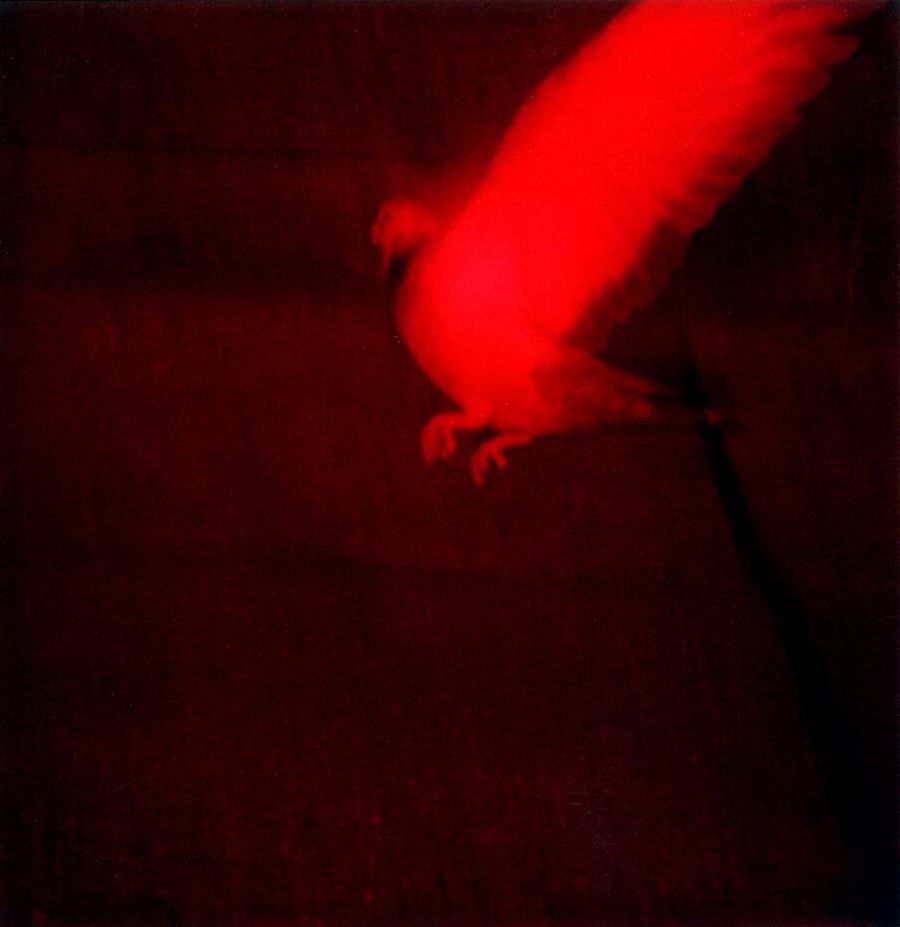 Fotos são compostas e organizadas como abstrações figurativas. | Divulgação