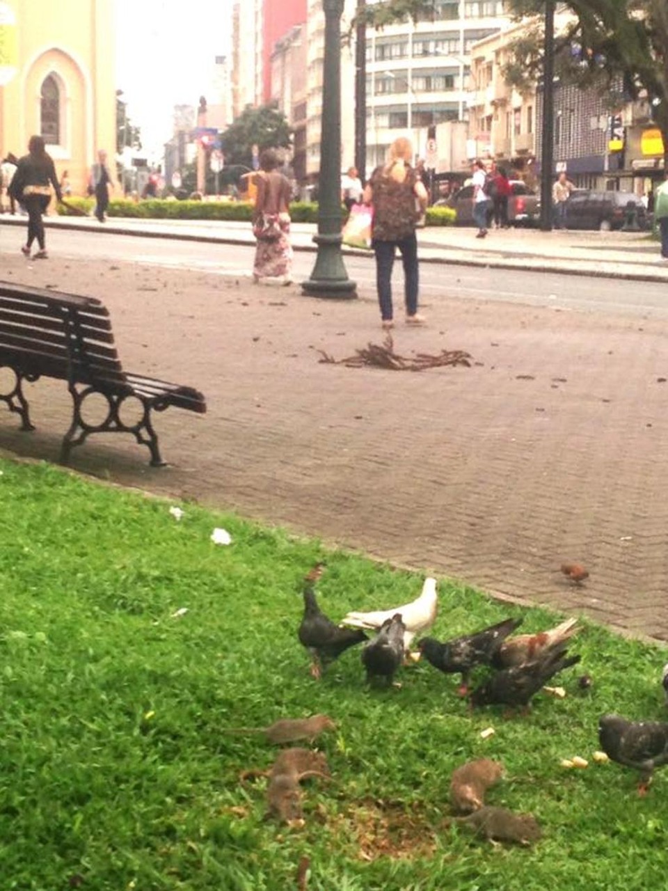 Ratos dividem o espaço com o pombos na Praça Tiradentes | Carolina Fonseca Wensersky