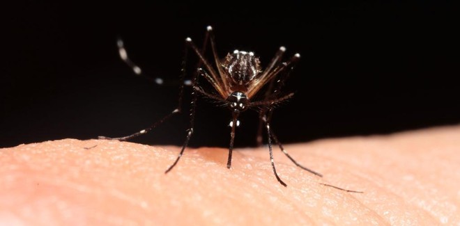 Mosquito Aedes Aegypti transmite a doença | Daniel Castellano/Gazeta do Povo