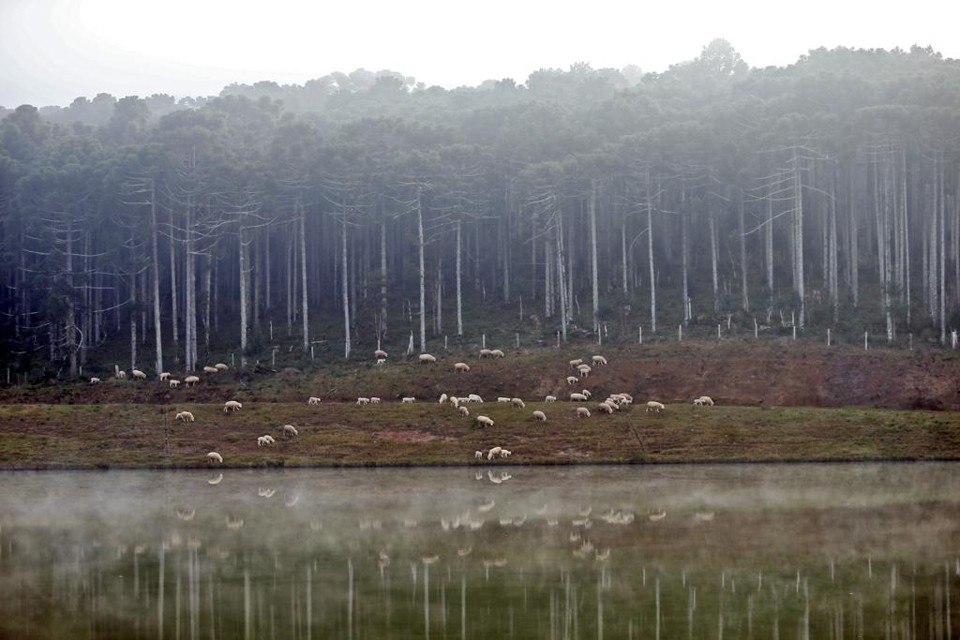 CAR visa garantir regularização ambiental de áreas agrícolas, garantindo a conservação das áreas de floresta. | Albari Rosa/Gazeta do Povo