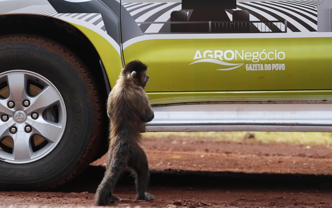 Macaco ao lado do carro do caderno AgroNegócio da Gazeta do Povo. | Jonathan Campos/Gazeta do Povo