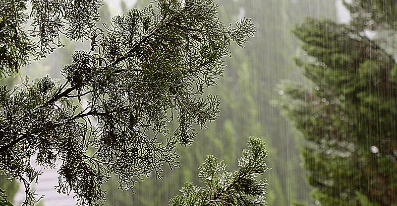 | Rodrigo Sóppa/Gazeta do Povo