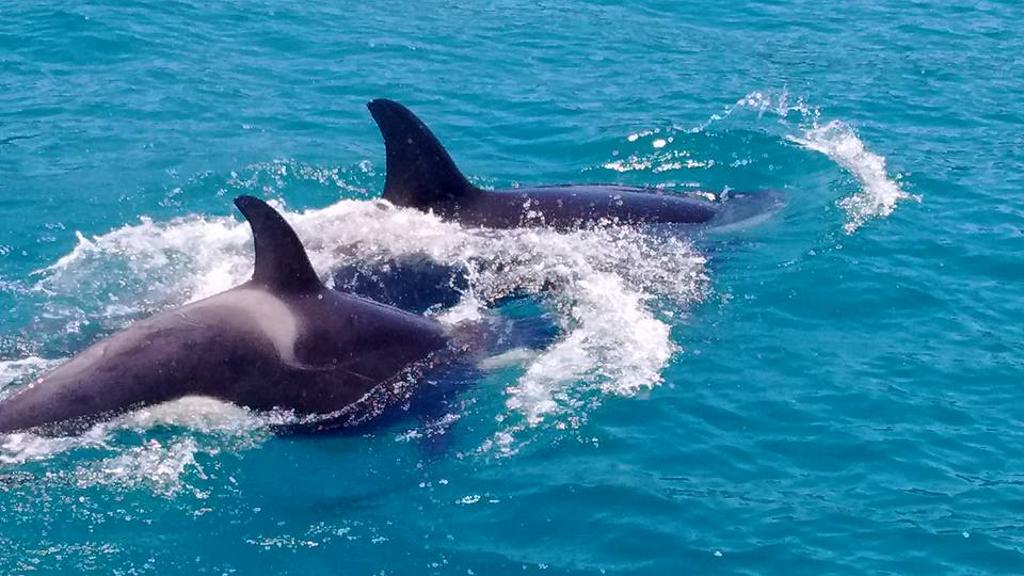 As orcas foram monitoradas pelo Instituto Argonauta e seguiram viagem até o litoral do Rio de Janeiro. | Divulgação/Instituto Argonauta