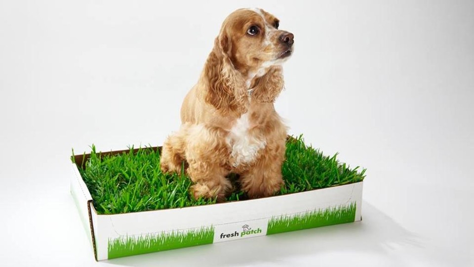 Fresh Patch é um serviço de assinatura de grama para que os cães possam fazer xixi | Reprodução/Facebook/