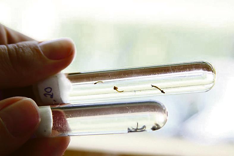 | Roberto Custódio /
Jornal de Londrina