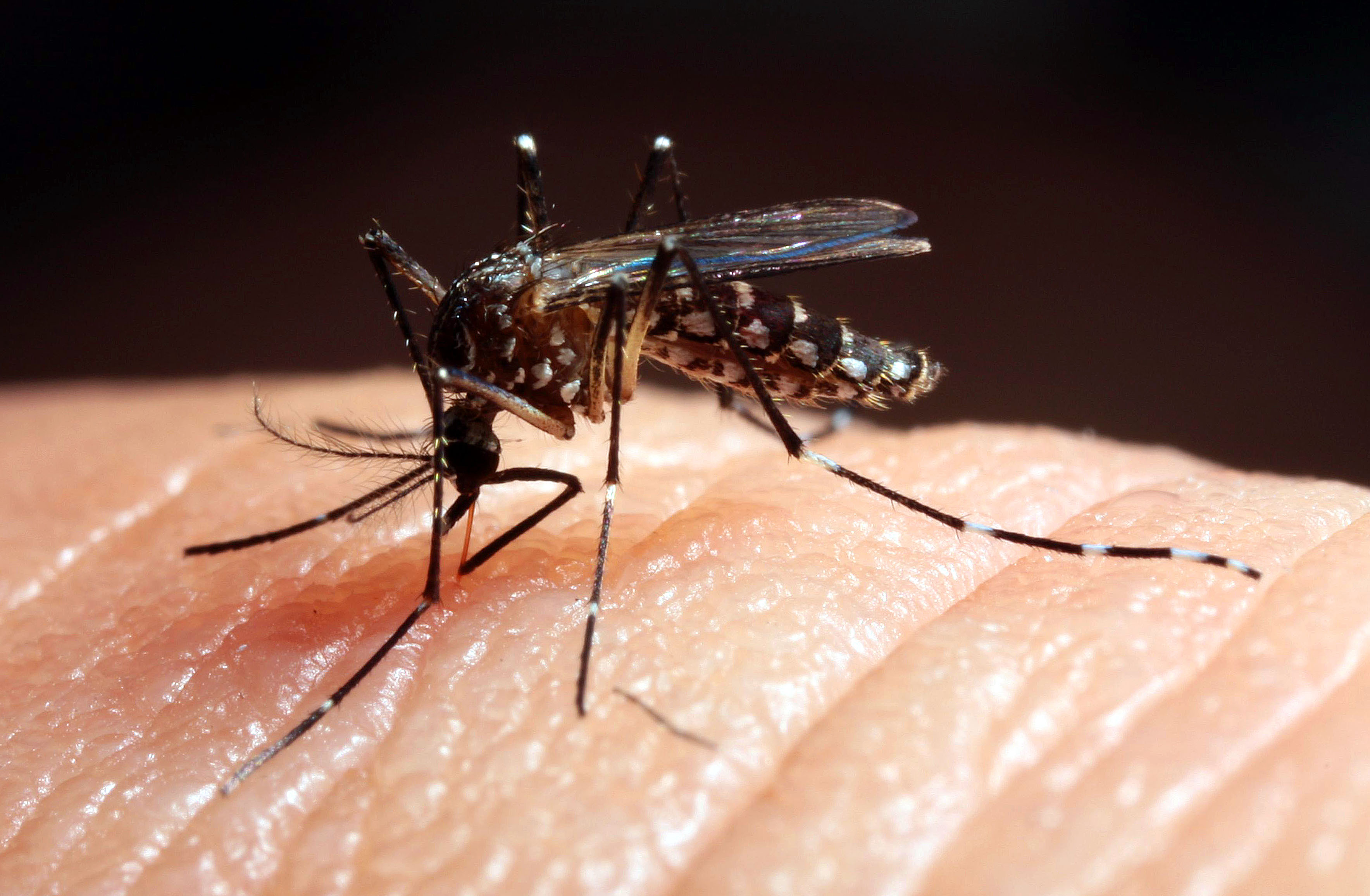 | Daniel Castellano/Gazeta do Povo