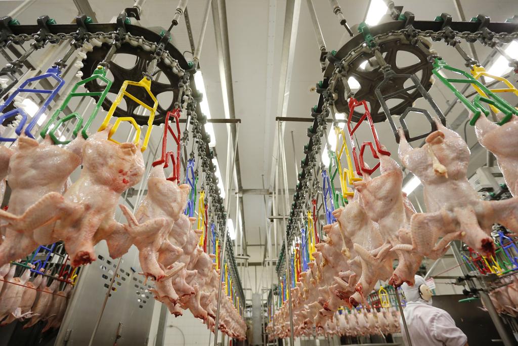 Processamento de aves nas indústrias registrou recorde no terceiro trimestre de 2015, aponta o IBGE. | Hugo Harada/Gazeta do Povo