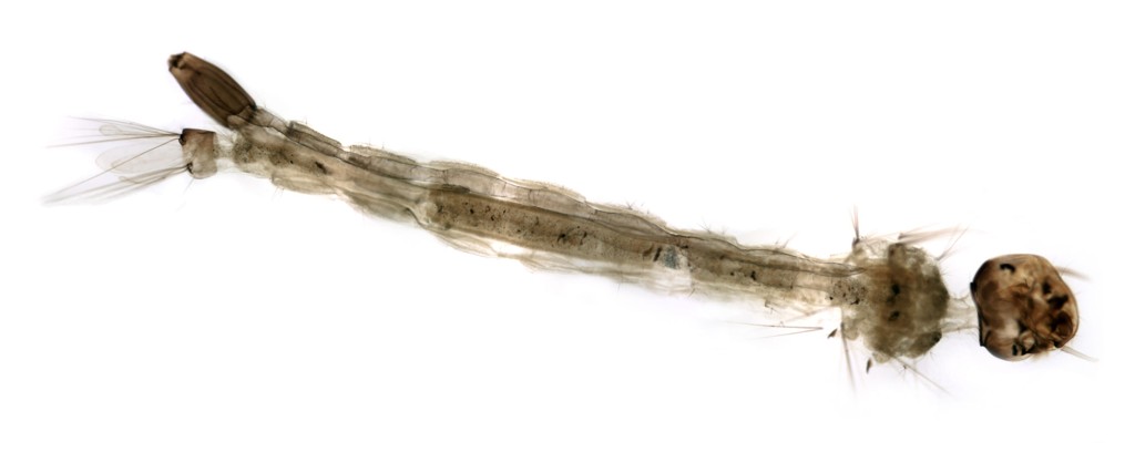 Larva do mosquito Aedes aegypti. Inseto é transmissor da dengue, da chikungunya e do zika vírus.