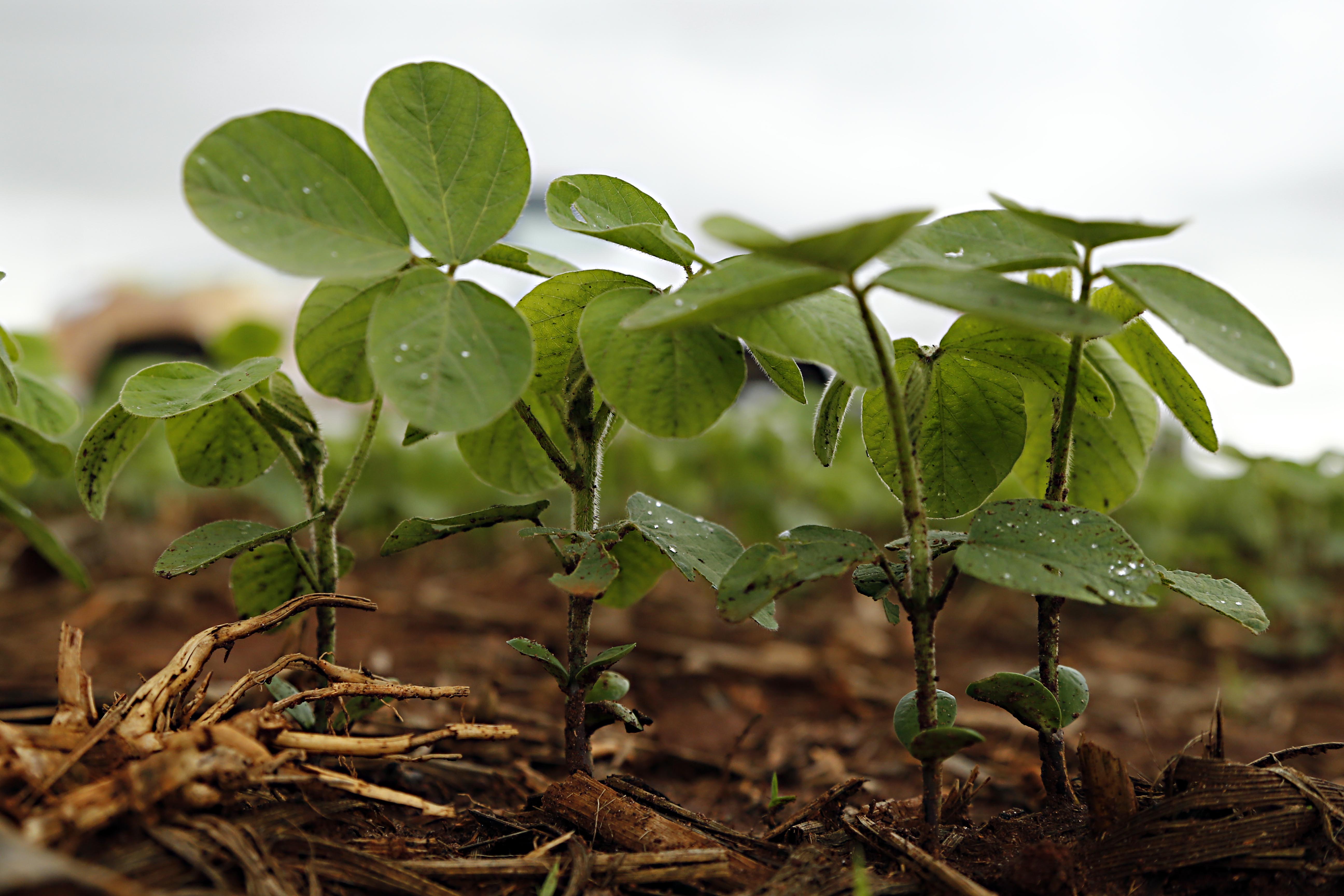 Caso os R$ 1 bilhão sejam viabilizados, 20 milhões de hectares estariam protegidos. | Albari Rosa/Gazeta do Povo