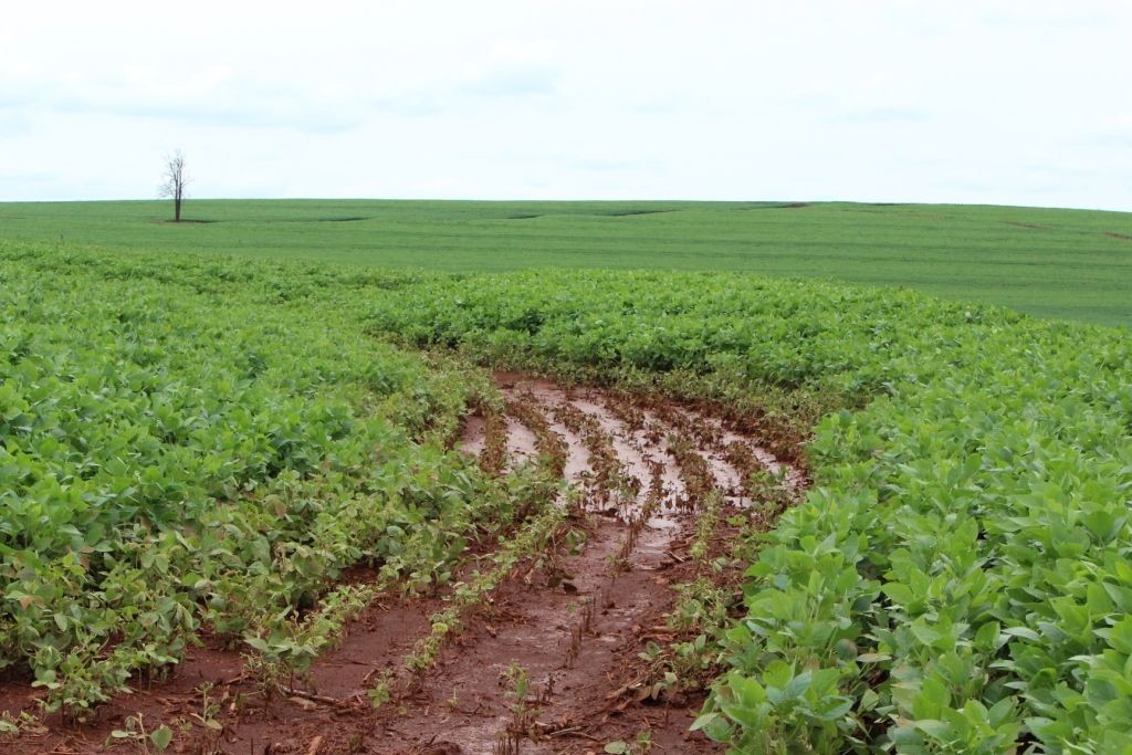 O excesso de umidade causa falhas nas lavouras do Paraná.