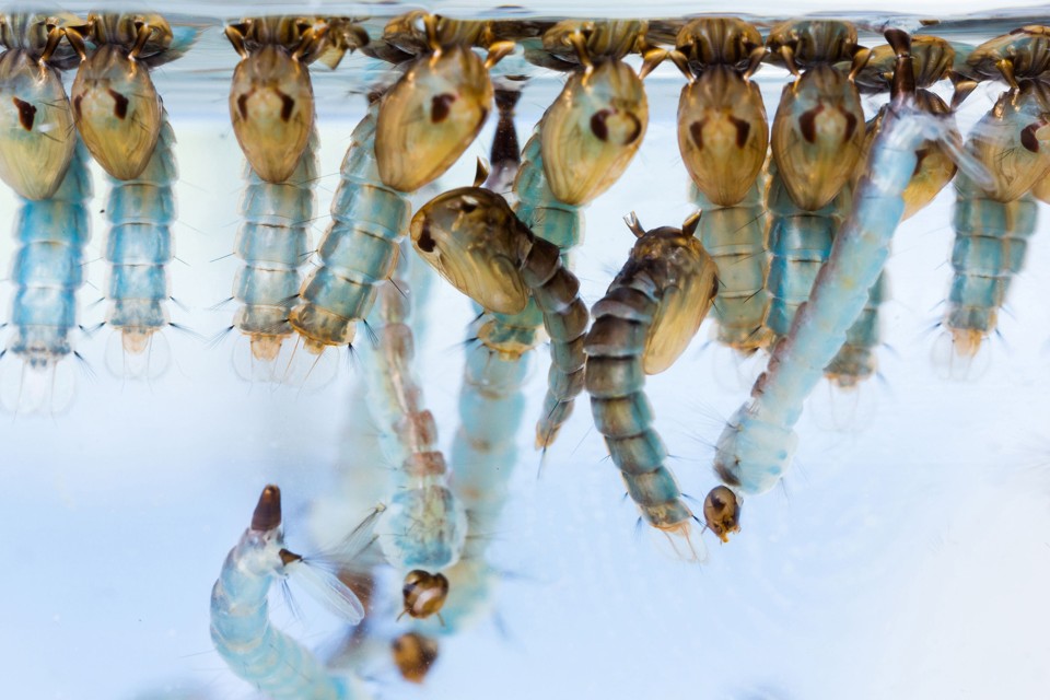 O vírus zika é transmitido pelo mosquito Aedes aegypti (foto). | Bigstock/Bigstock