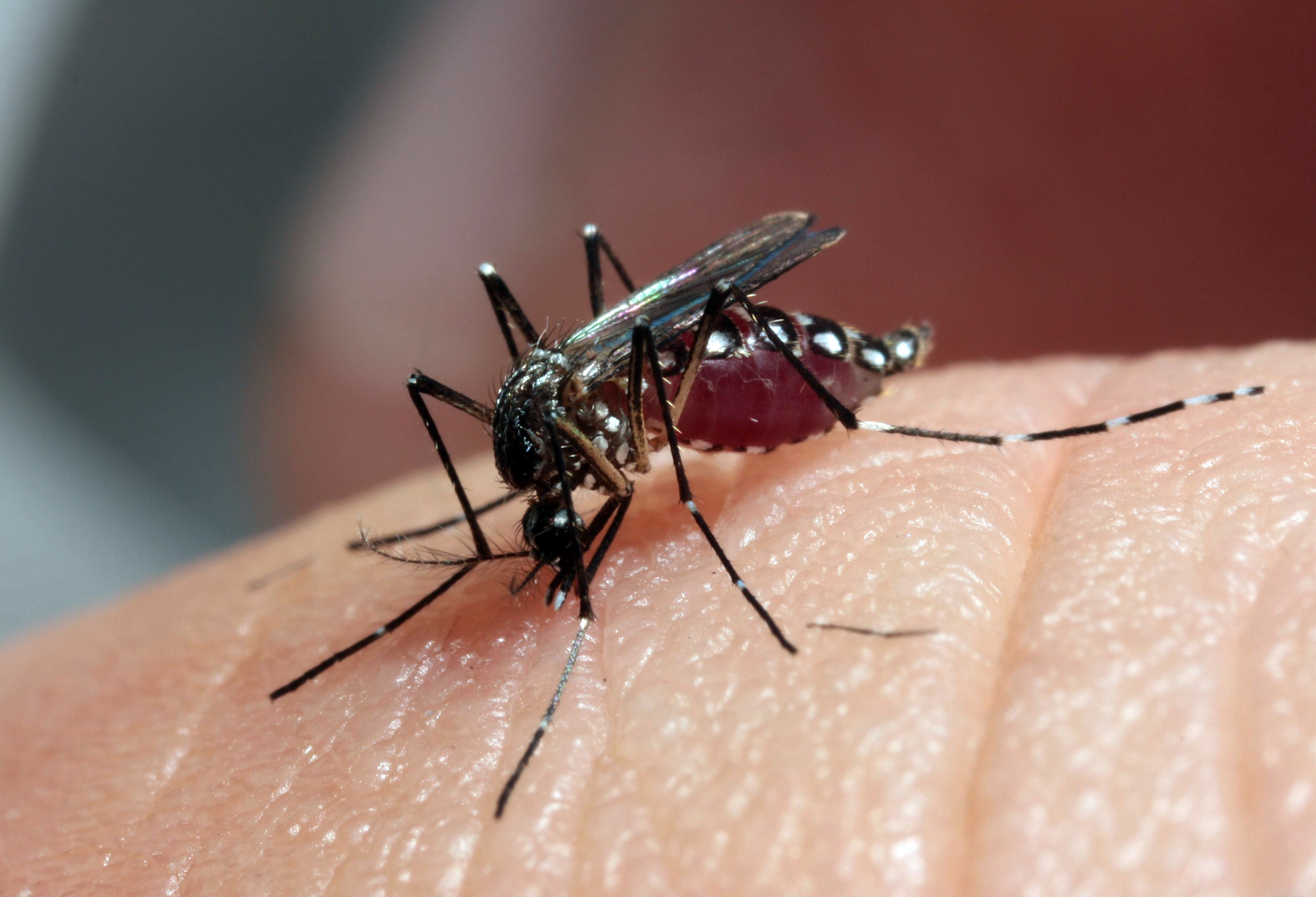 | DANIEL CASTELLANO/Gazeta do Povo