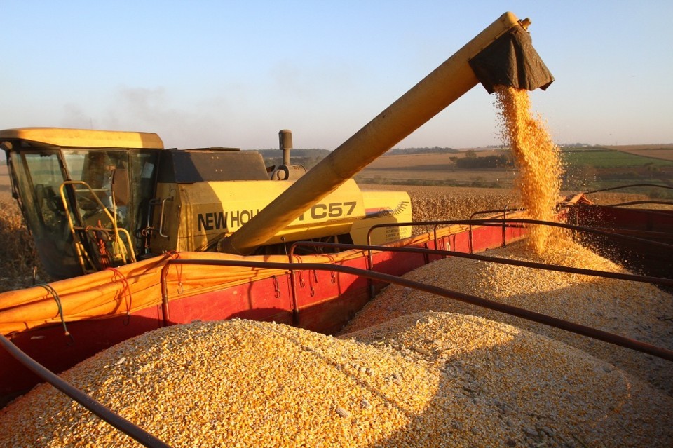 De acordo com o setor agrícola catarinense, o preço da saca de milho saltou 50% nos últimos 90 dias. | /Gazeta do Povo