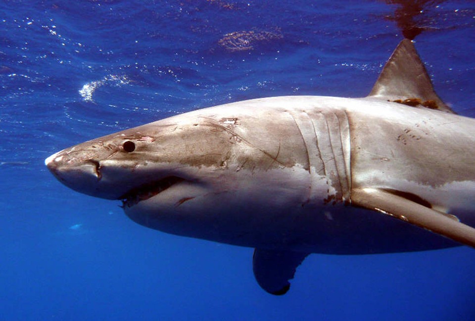 Um animal da mesma espécie do que morreu no Japão | BMA/KV/HANDOUT