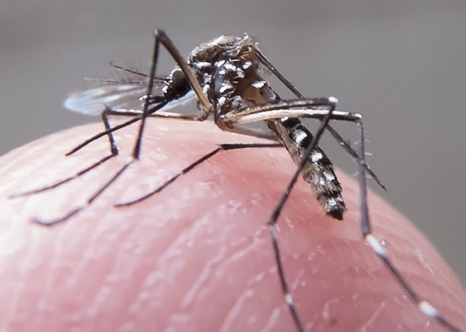 Aedes, mosquito transmissor das doenças. | Rafal Neddermeyer/ Fotos Públicas/Fotos Públicas