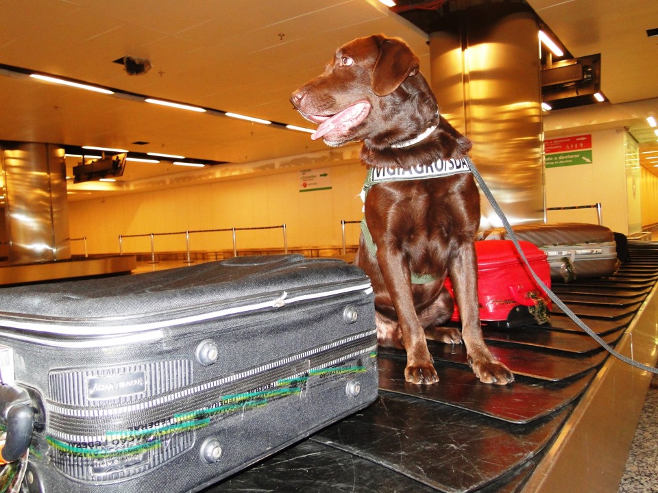 Por enquanto, o cachorro está no aeroporto Internacional Juscelino Kubitscheck, em Brasília, participando de exercícios de carácter experimental. | /