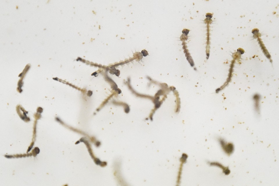 Larvas do mosquito da dengue: transmissão da doença aumentou no país nos últimos dez anos. | Luis Robayo/AFP