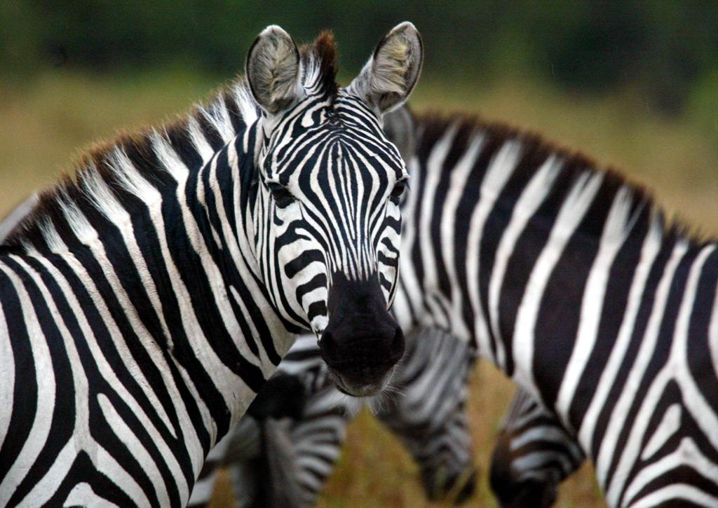 Listras parecidas como as das zebras ajudavam os cavalos a se proteger contra predadores | PEDRO UGARTE/PEDRO UGARTE