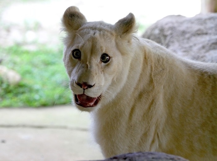 | Divulgação Beto Carrero World/Divulgação Beto Carrero World