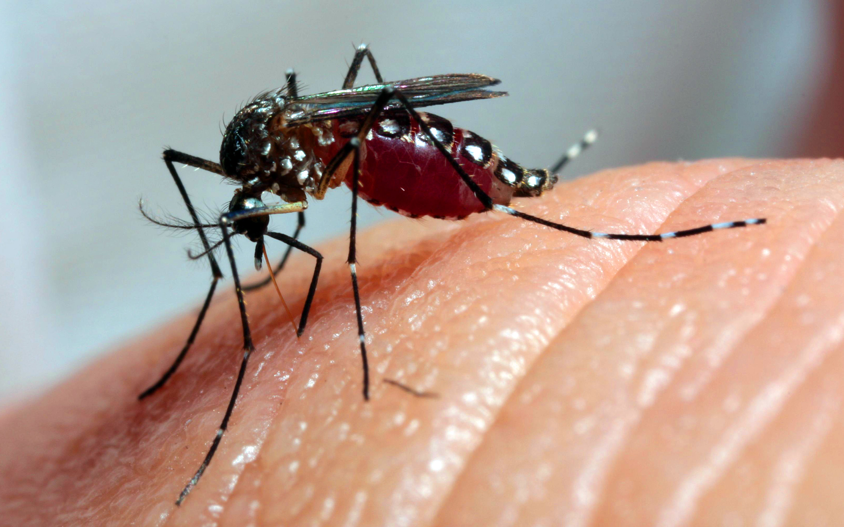 Doença é transmitida pelo Aedes aegypti, mesmo mosquito vetor da dengue e da febre chikungunya. | Daniel Castellano/Gazeta do Povo