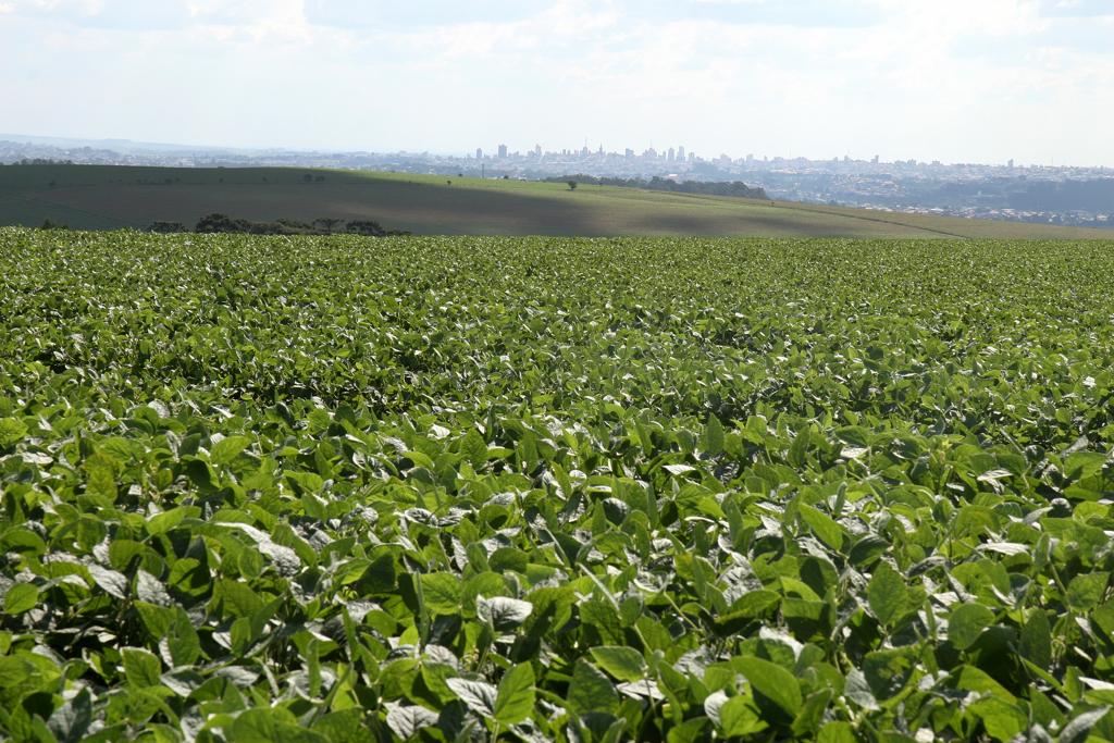 A soja, que apresentou os melhores números, ficou com R$ 106,4 bilhões. | Henry Milleo/GAZETA