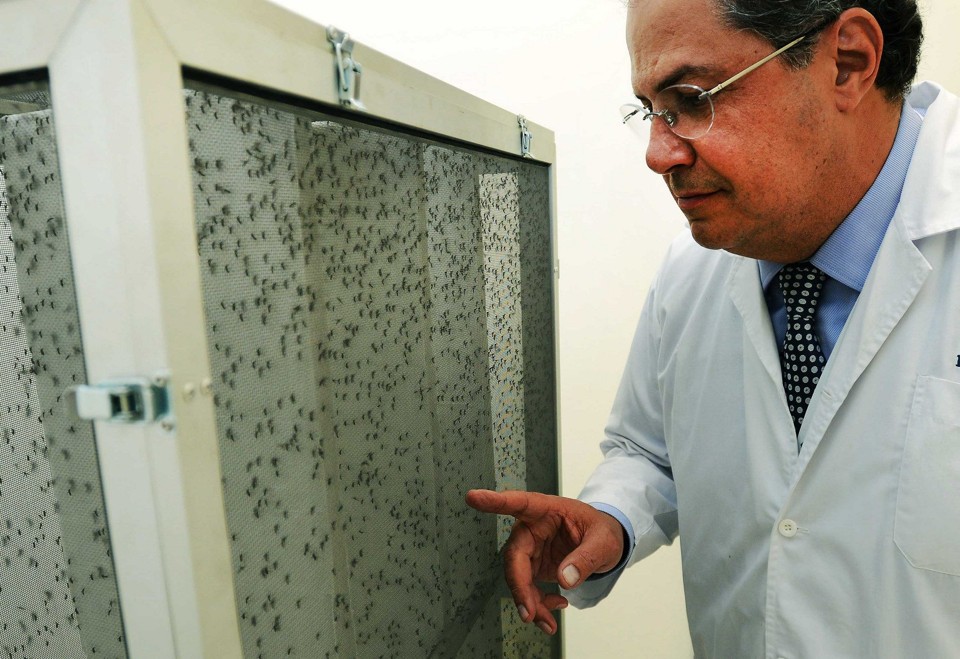 A produção dos mosquito pela Oxytec funciona em Campinas, também no interior paulista. | Carlos Bassan /Prefeitura de Campinas