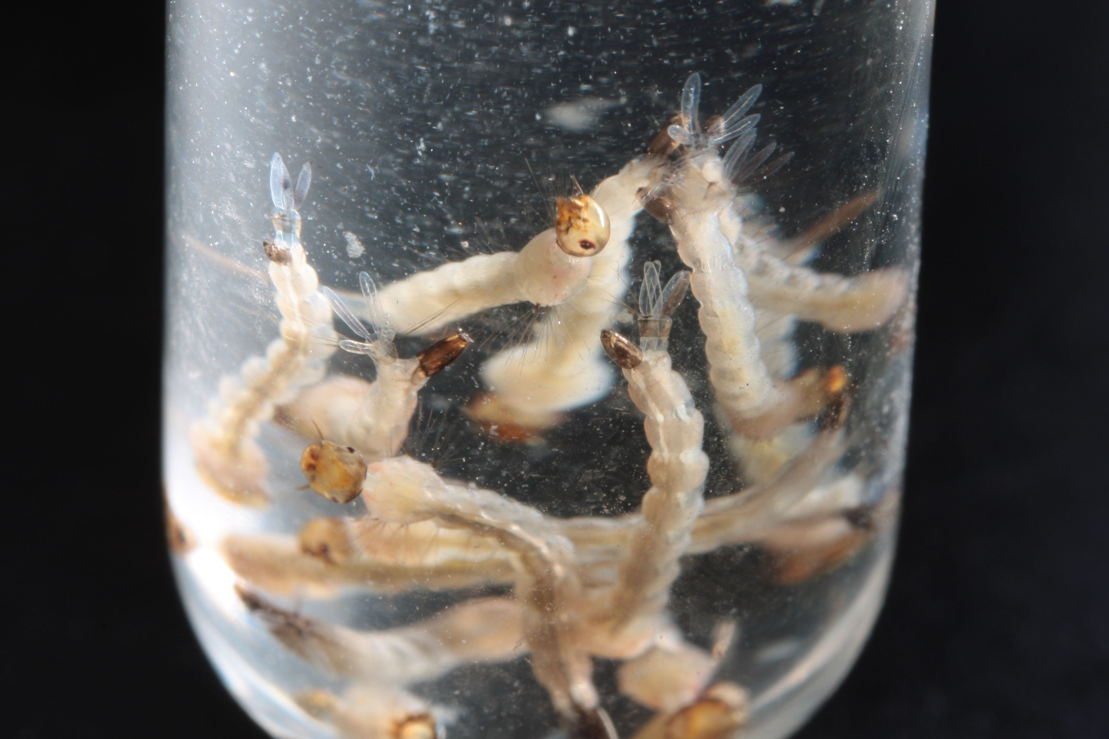 | Daniel Castellano/Gazeta do Povo