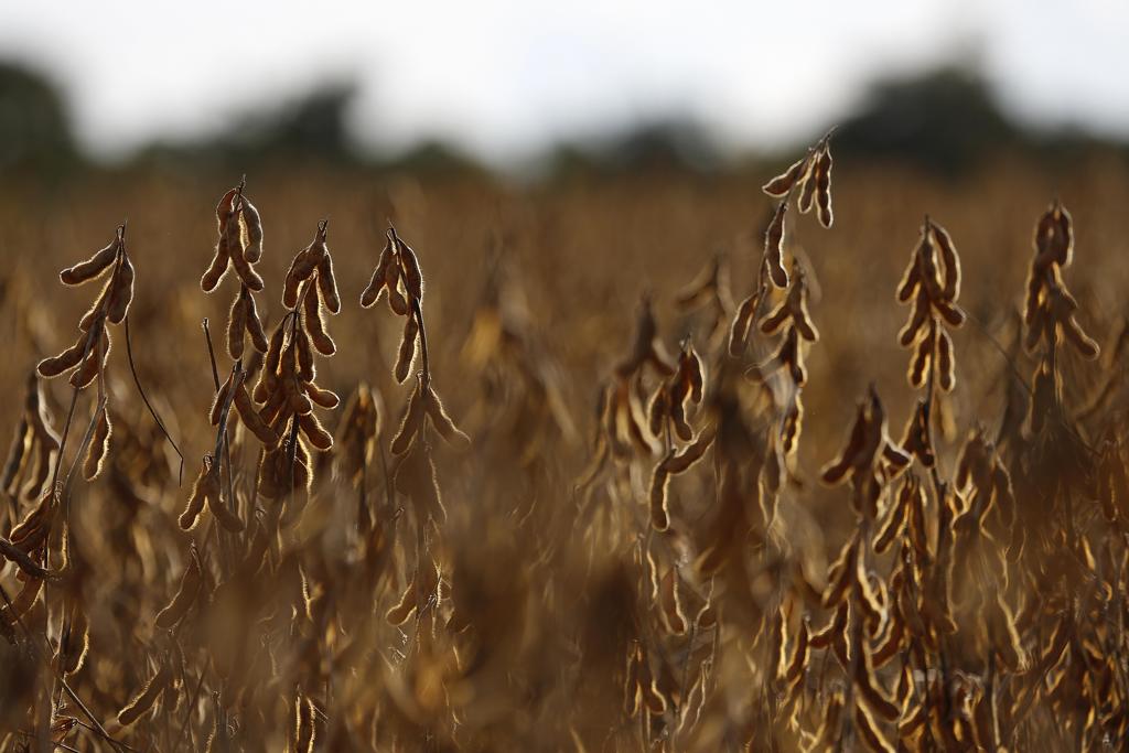 Soja é um dos produtos que impulsionou as exportações brasileiras. | Jonathan Campos/Gazeta do Povo