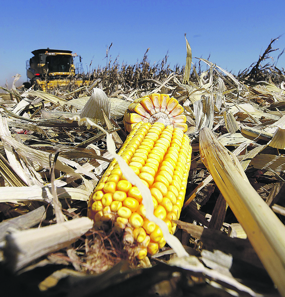Produção de cereal estaria abarrotando armazéns se não fossem embarques extras. | Jonathan Campos/Gazeta do Povo