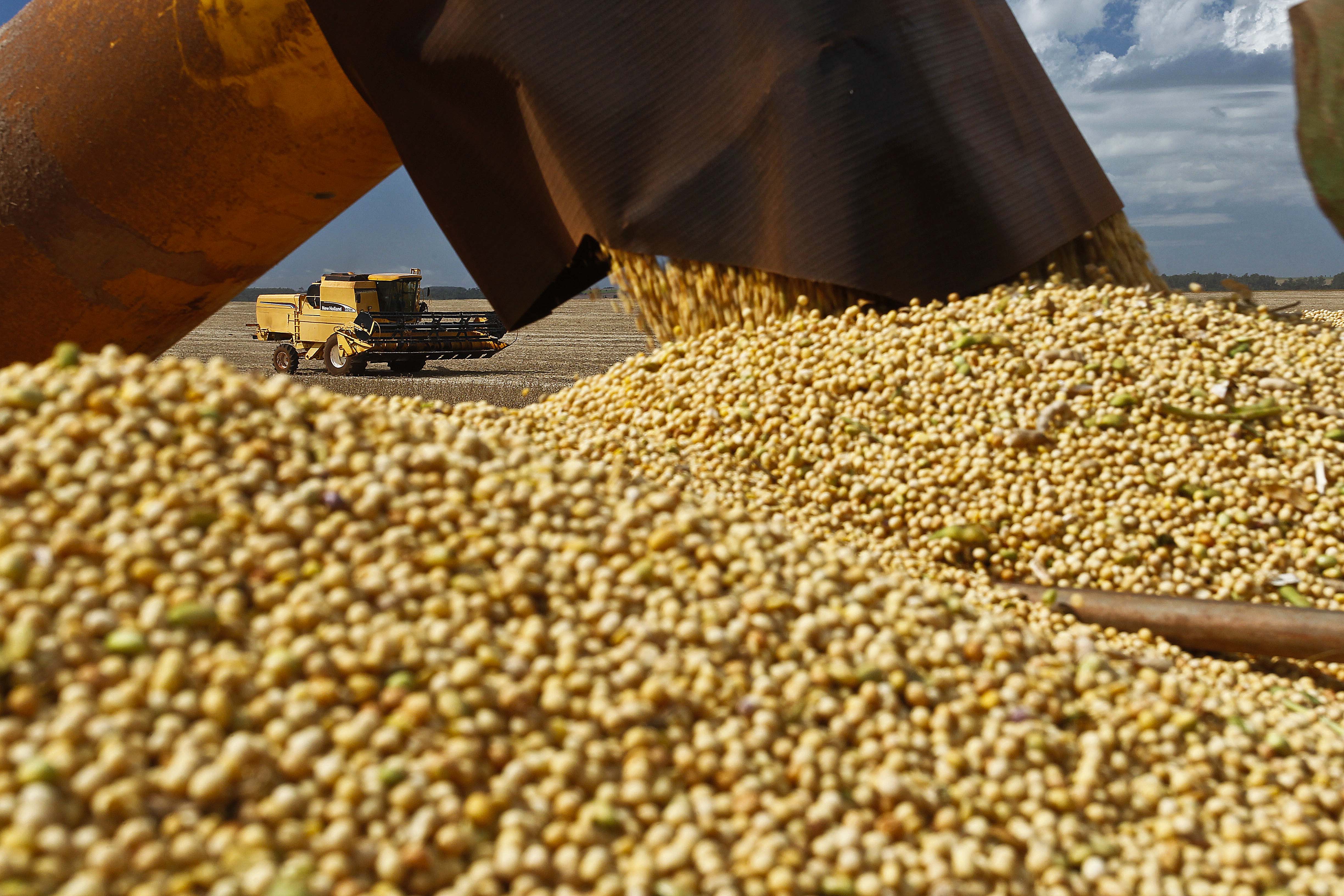 Colheita da soja em Naviraí: Com trégua nas precipitações, produtores aproveitam abertura de sol para avançar com as máquinas. | /