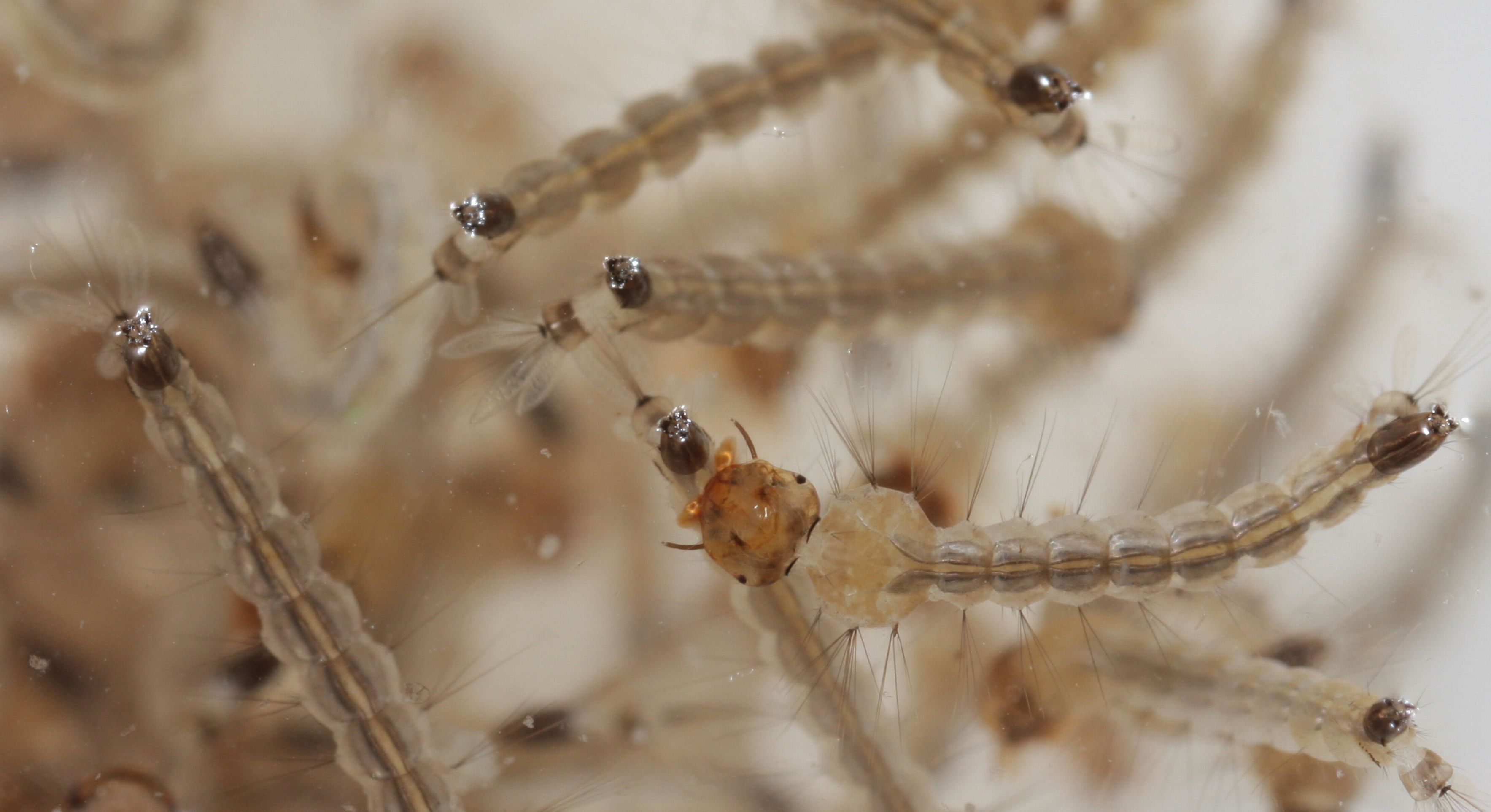 | Daniel Castellano/Gazeta do Povo