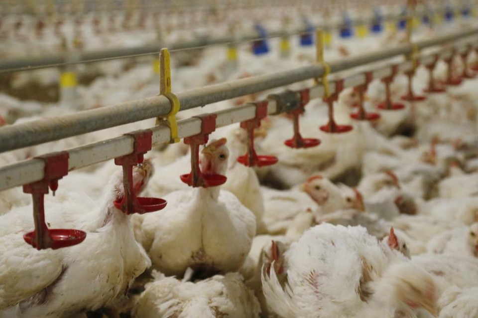 Em volume, o Paraná representou 34% dos embarques brasileiros, que somaram 4,304 milhões de toneladas no ano passado. | Hugo Harada/Gazeta do Povo