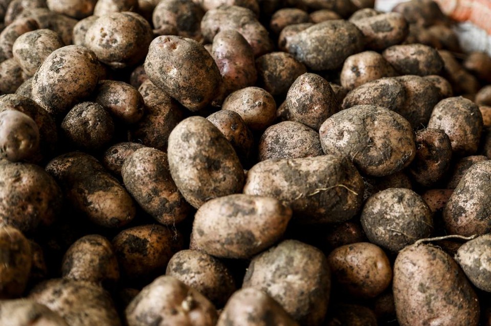 Nasa quer replicar fora da Terra o plantio de batatas. | HENRY MILLEO /
Gazeta do Povo