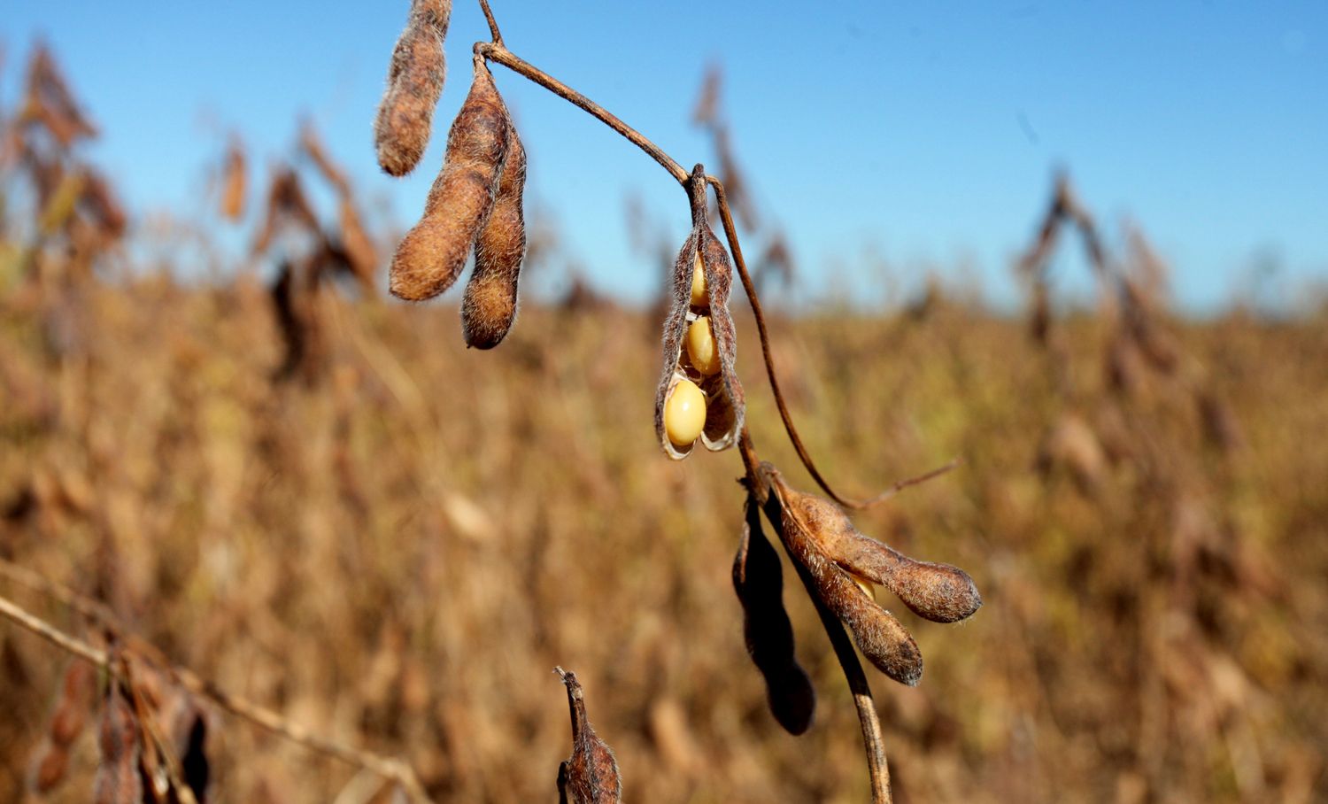 Custeio avançou R$ 9 bi para cobrir a alta dos custos de produção. | Dirceu Portugal/Gazeta do Povo