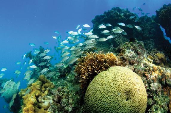 Peixes e corais no arquipélago de Abrolhos. | Sterling Zumbrunn / CI - DIVULGAÇÃO/Sterling Zumbrunn / CI - DIVULGAÇÃO