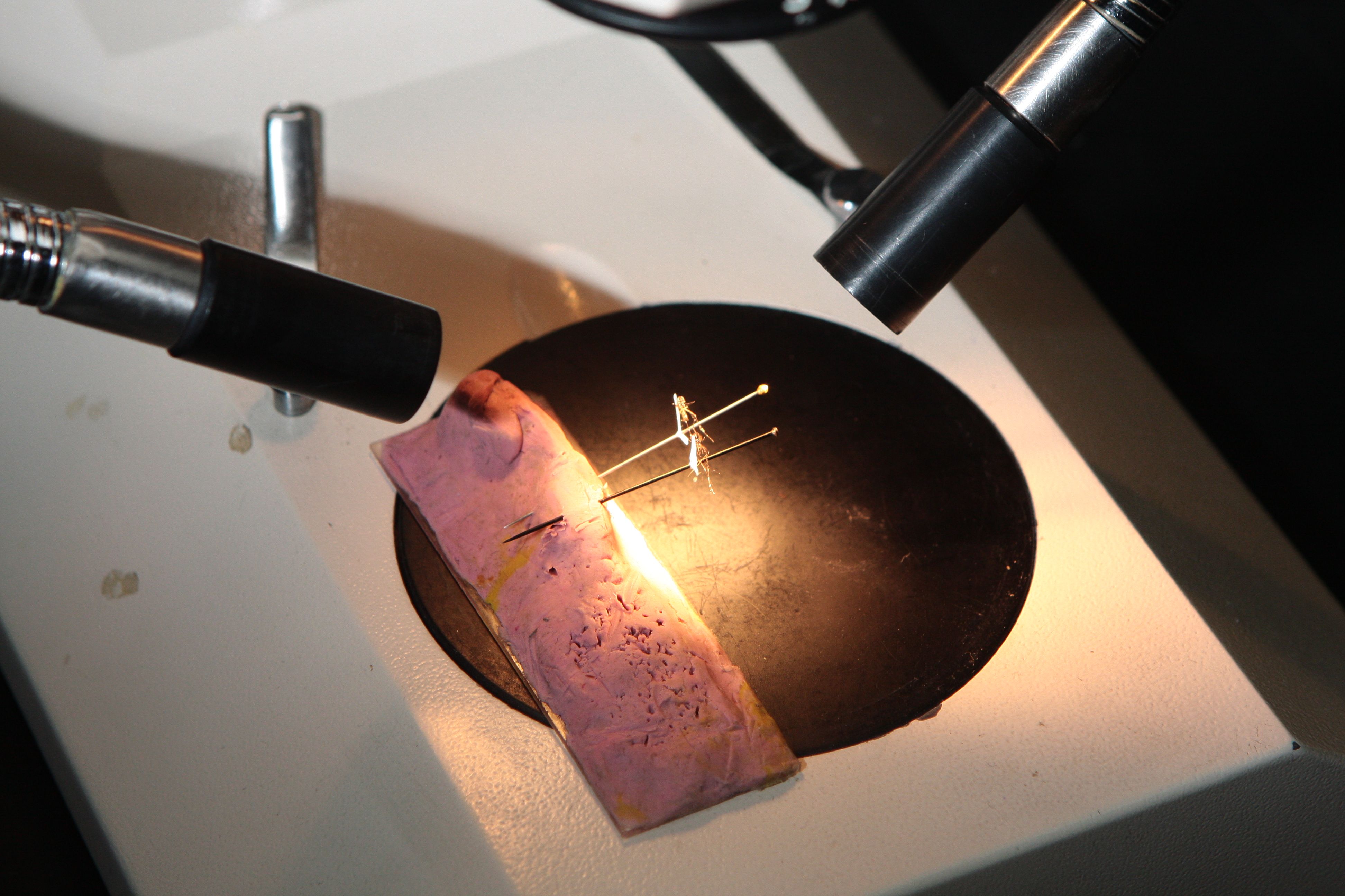 | Daniel CastellanoGazeta do Povo/Arquivo