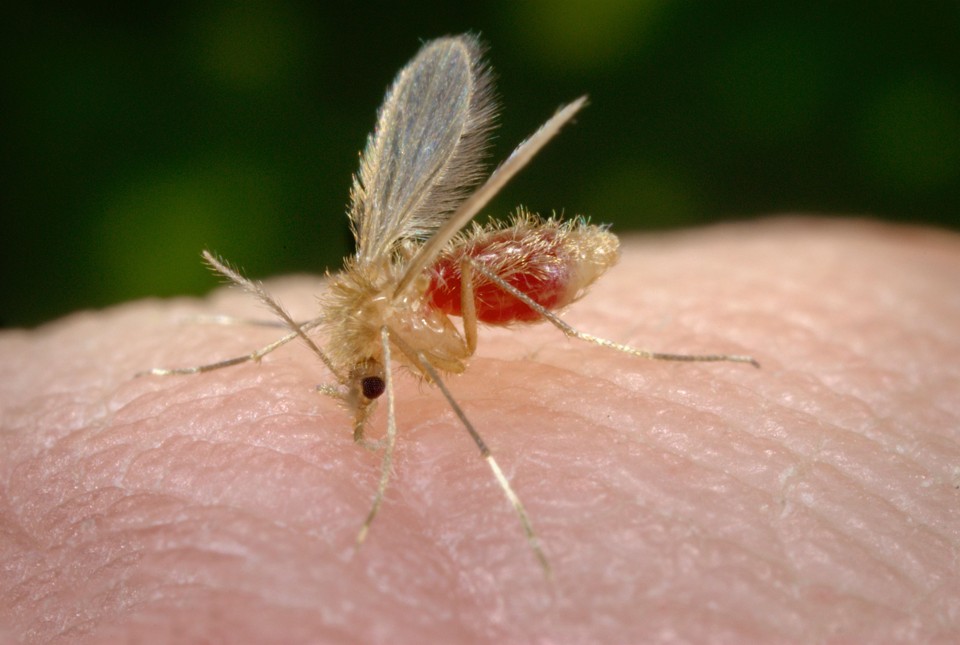 Doença é transmitida pelo mosquito palha, que é menor que o Aedes aegypti, transmissor da dengue. | James Gathany/Div