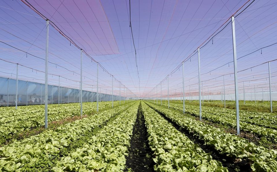 16 estufas gigantes irão viabilizar a produção de 10 mil toneladas de alface e tomate. | Hugo Harada/Gazeta do Povo