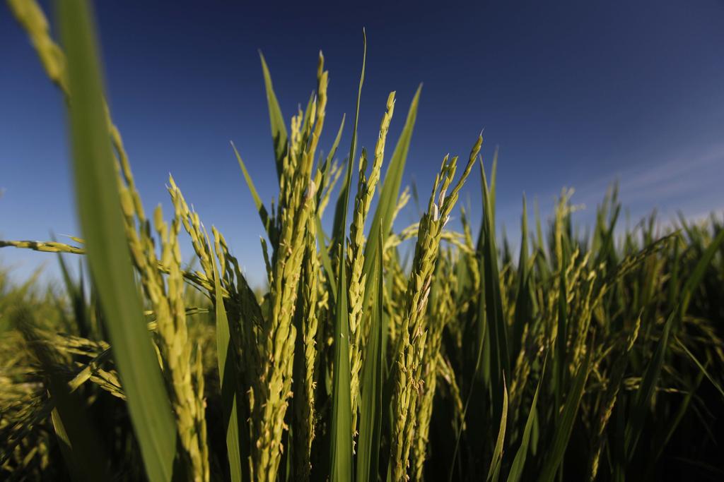 arroz está entre os alimentos identificados pela FAO que podem ajudar erradicar a pobreza. | Jonathan Campos/Gazeta do Povo