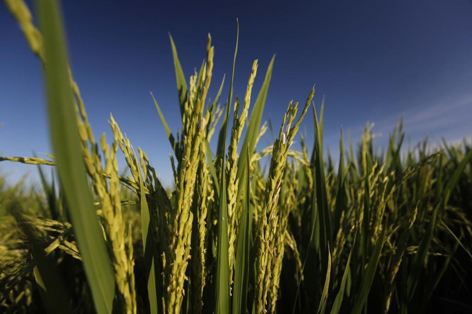 arroz está entre os alimentos identificados pela FAO que podem ajudar erradicar a pobreza. | Jonathan Campos/Gazeta do Povo