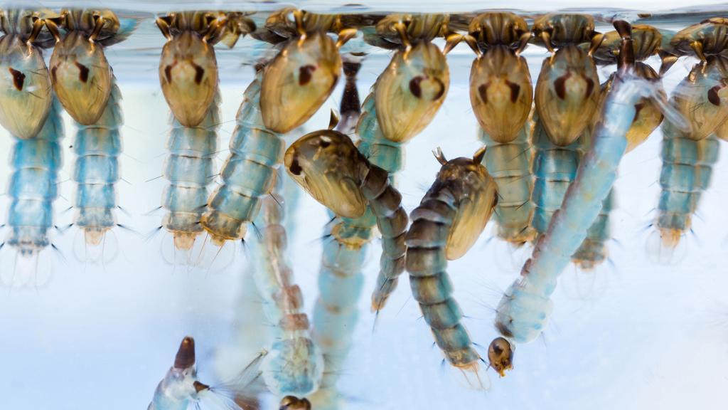 Larvas do Aedes aegypti, vetor da dengue, zika e chikungunya | Bigstock/Bigstock