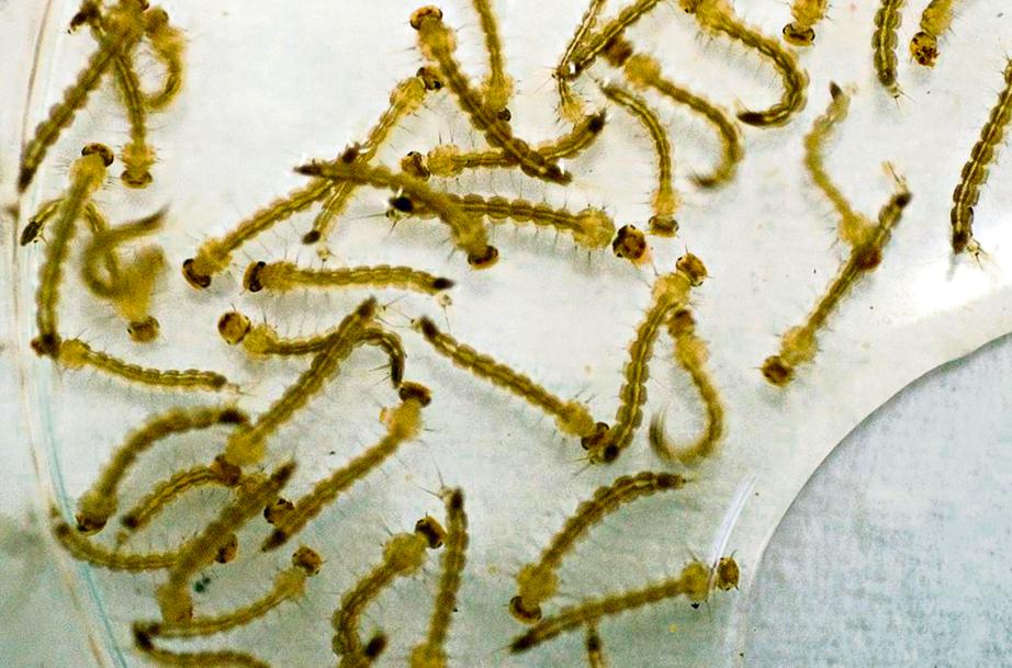 | Raul Santana/Fiocruz Imagens