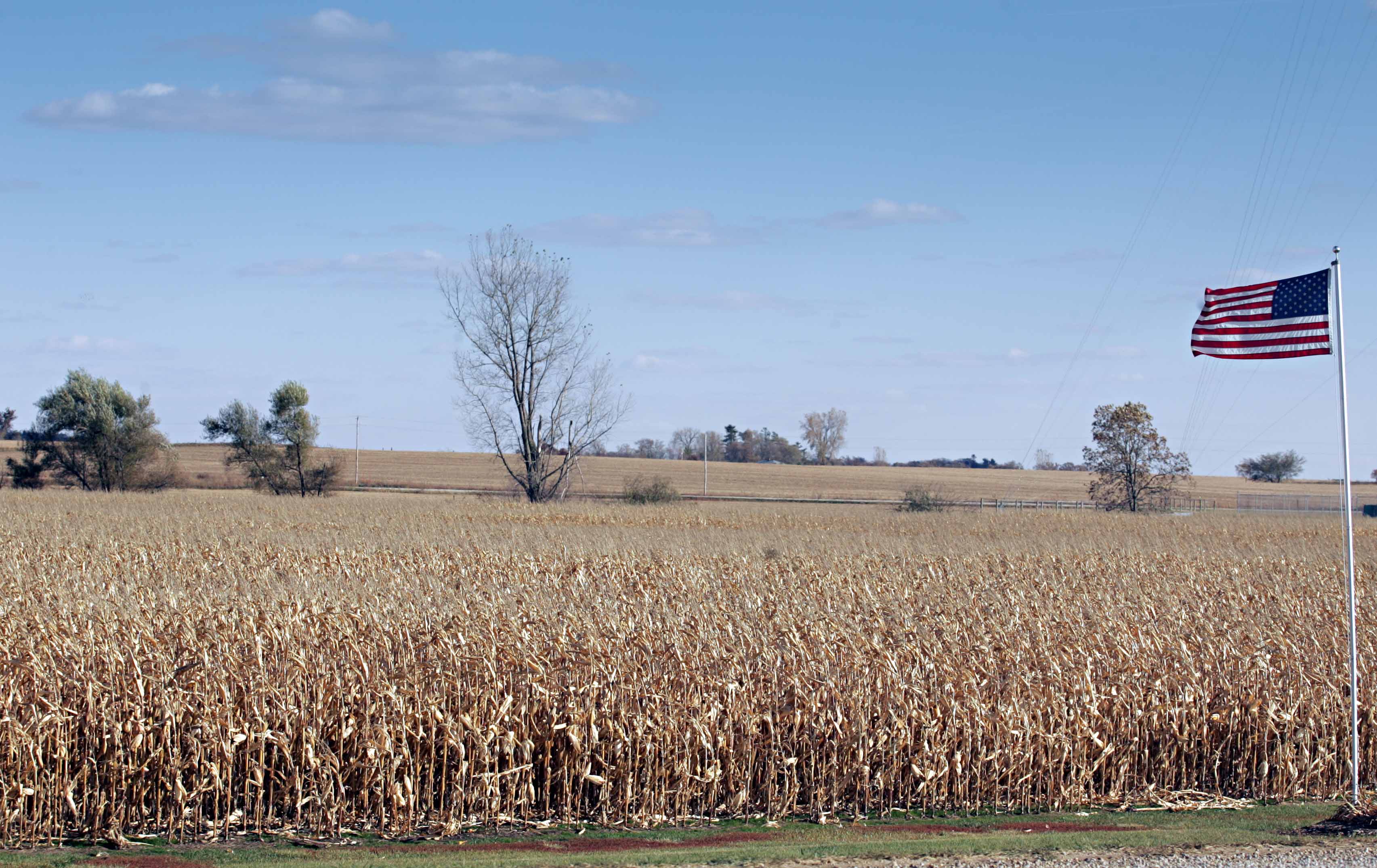 Campos de milho vão ganhar espaço em 2016/16 nos EUA. | Christian Rizzi/Gazeta do Povo