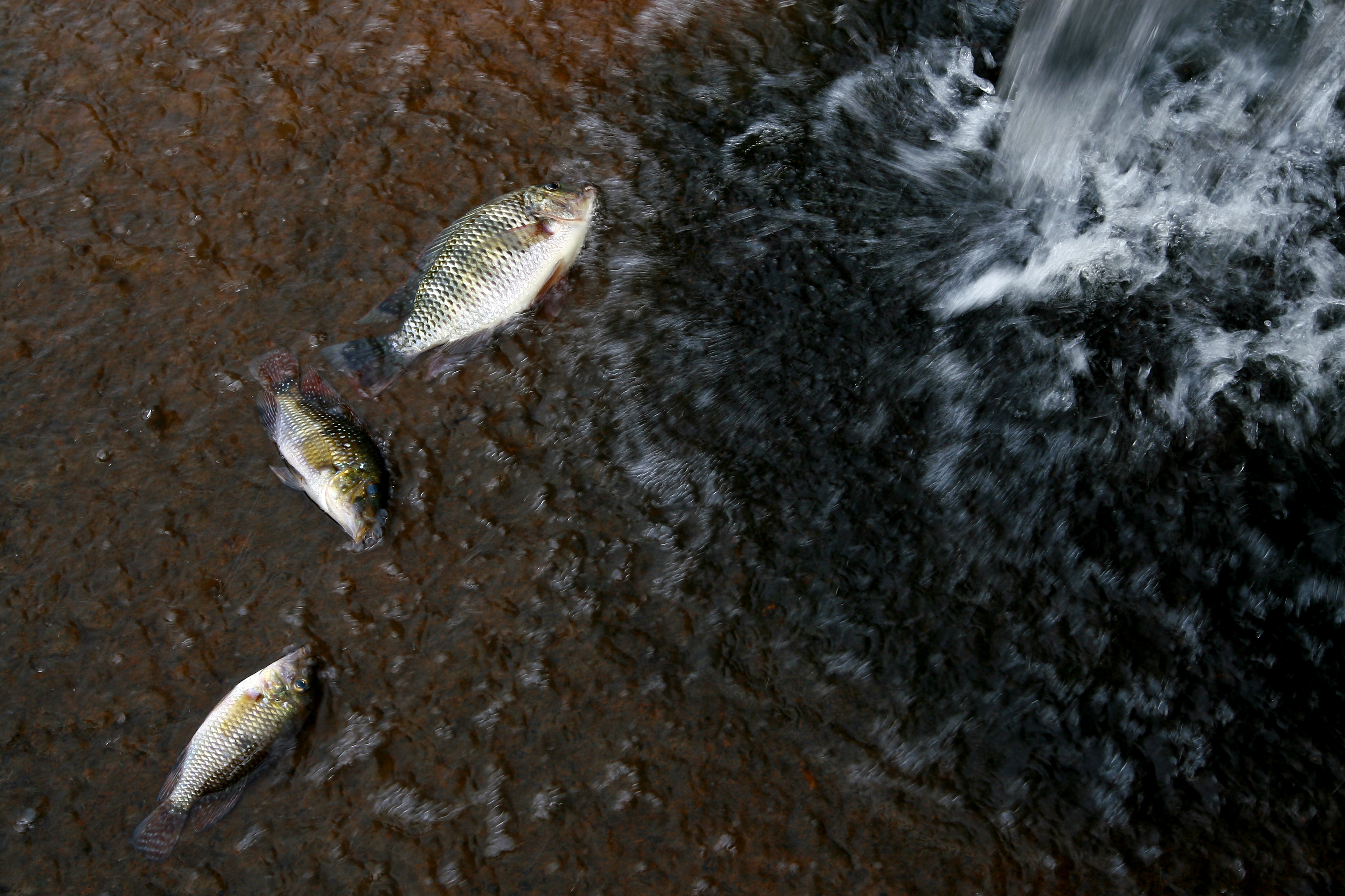 Barulhos provocados pelos humanos estariam interferindo na vida dos peixes. É o que indicam dois estudos. | Roberto Custódio/Arquivo/JL