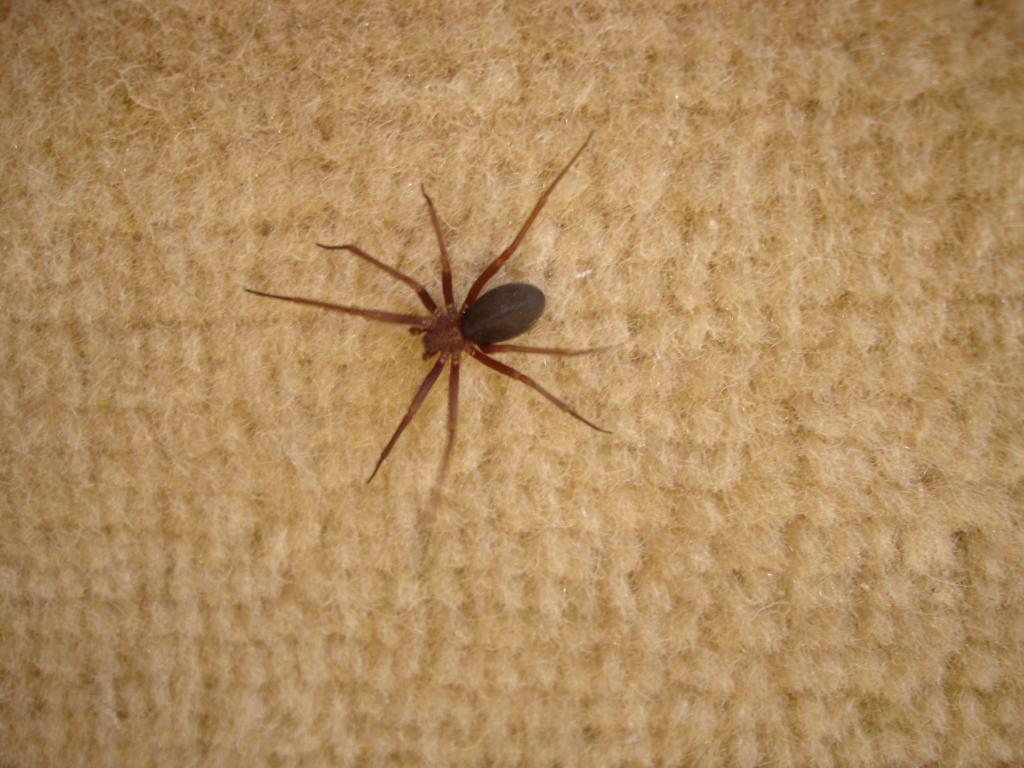 | Angelo Thunder Cortina/Flickr