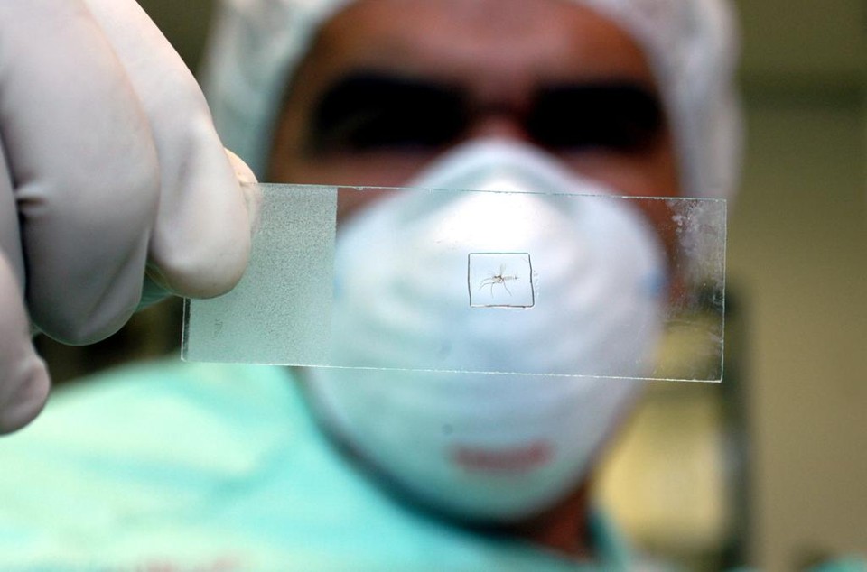 Pelo menos doze grupos de pesquisa estão trabalhando na criação de vacinas contra o vírus zika, segundo a OMS | Peter Ilicciev/Fiocruz Imagens