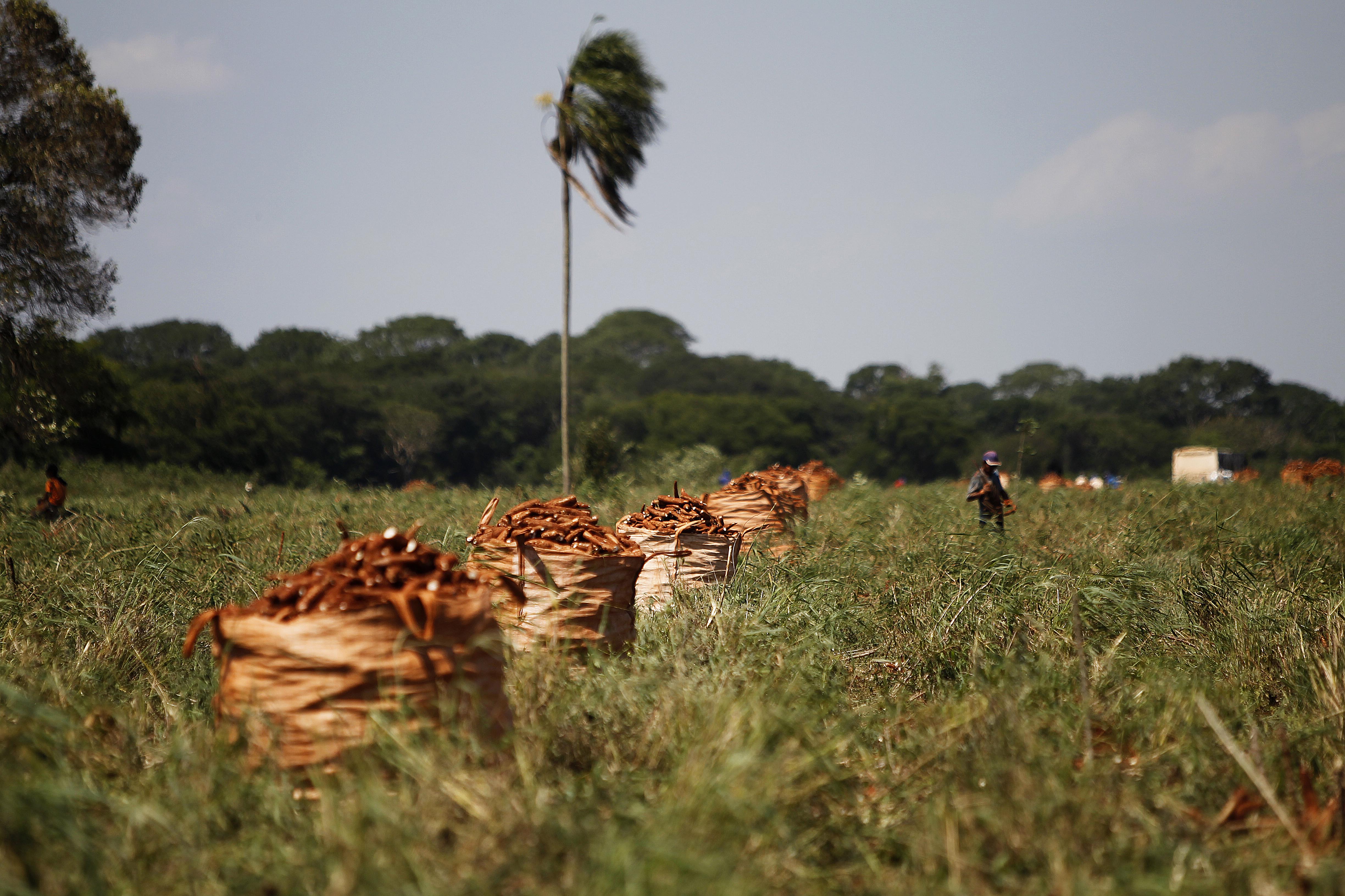 Novo censo irá atualizar os dados do agronegócio brasileiro. | Jonathan Campos/Gazeta do Povo