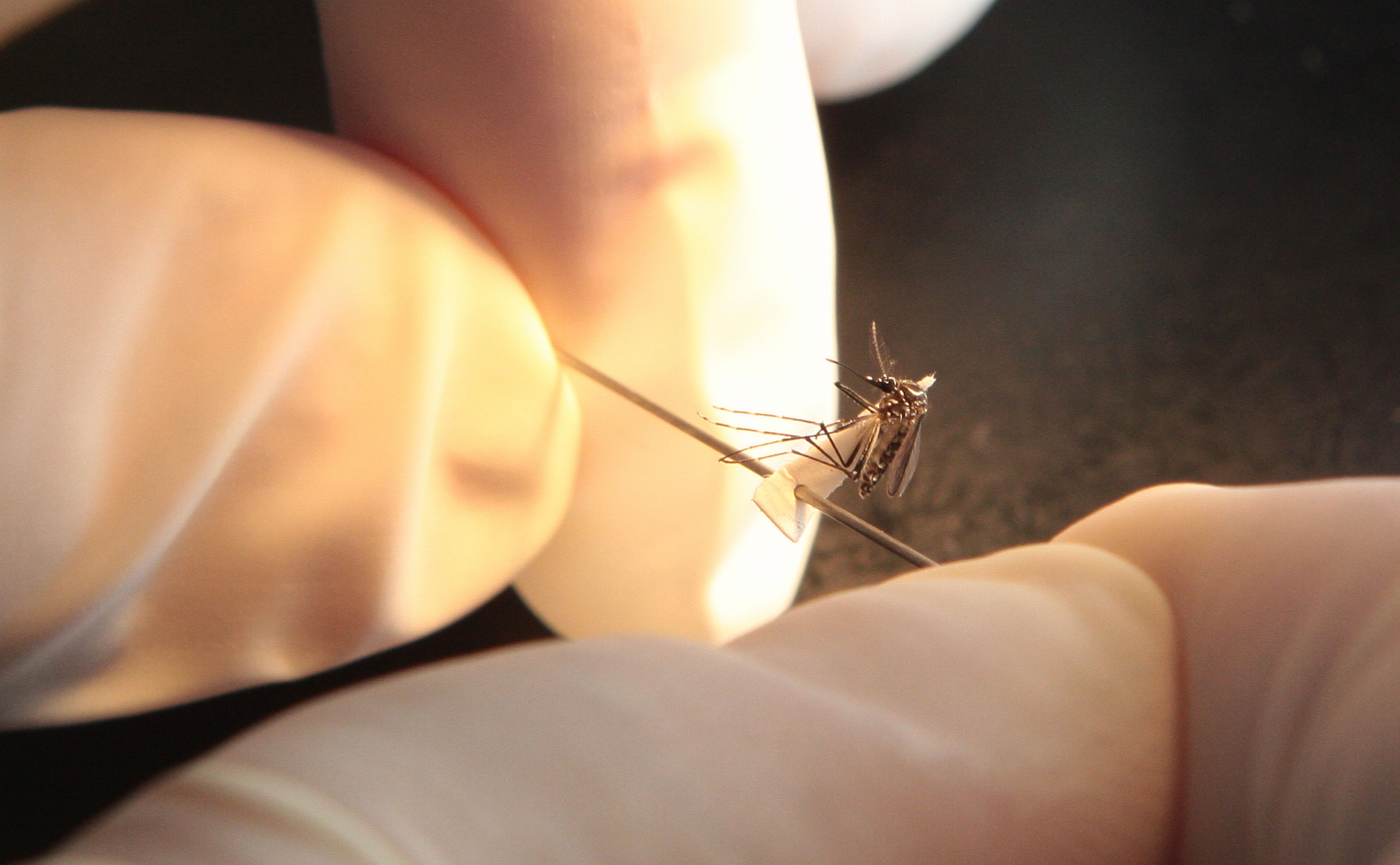  | Daniel Castellano/Gazeta do Povo